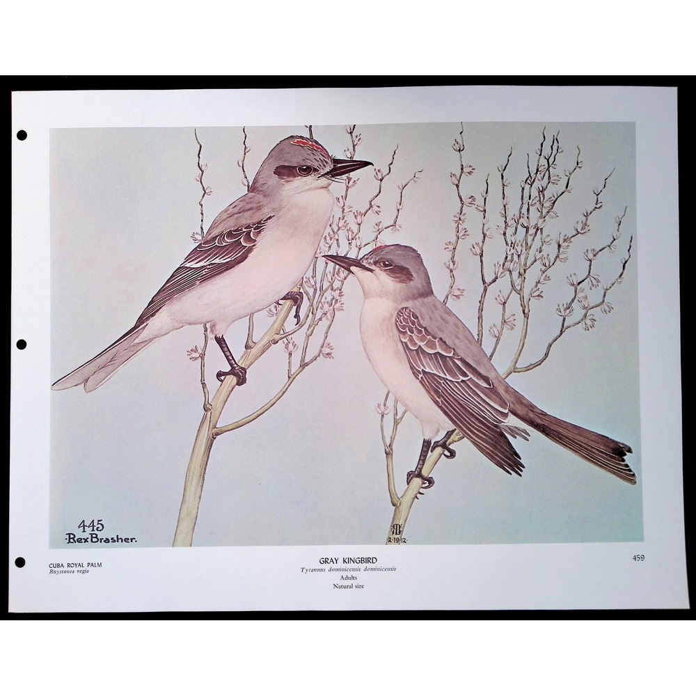 1968 Rex Brasher Gray KingBird Vintage Original Book Plate Wall Art Decor - Picture 2 of 5